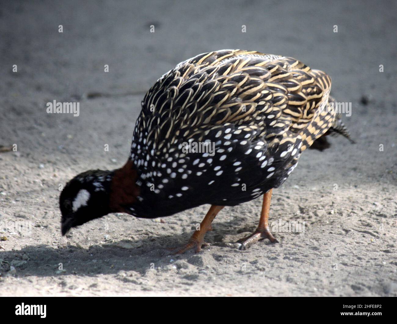 Schwarze Francolin (Francolinus francolinus) (männlich) Futter : (Pix SShukla) Stockfoto