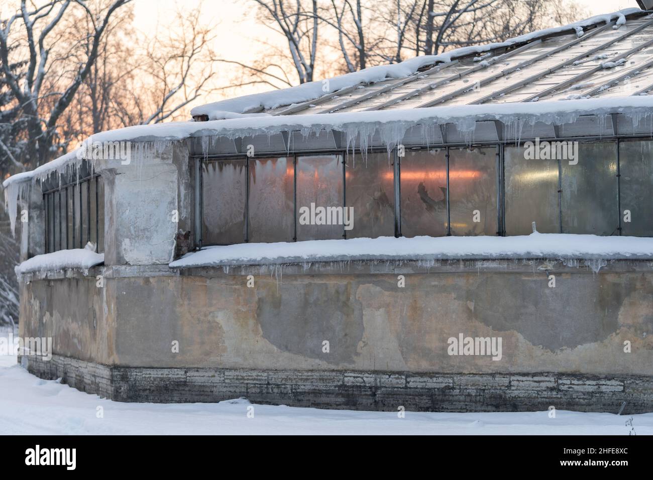 Altes Gewächshaus mit Eiszapfen, die mit Schnee bedeckt sind, und ultravioletten Lampen, die innen für das Pflanzenwachstum leuchten Stockfoto