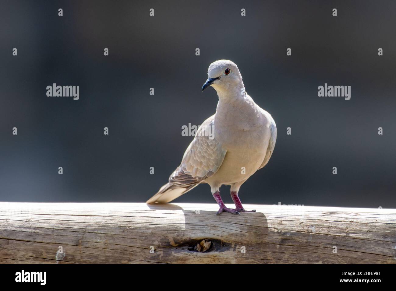 Eurasische Kragentaube (Streptopelia decaocto), die in der Sonne auf einem Ast thront. Stockfoto