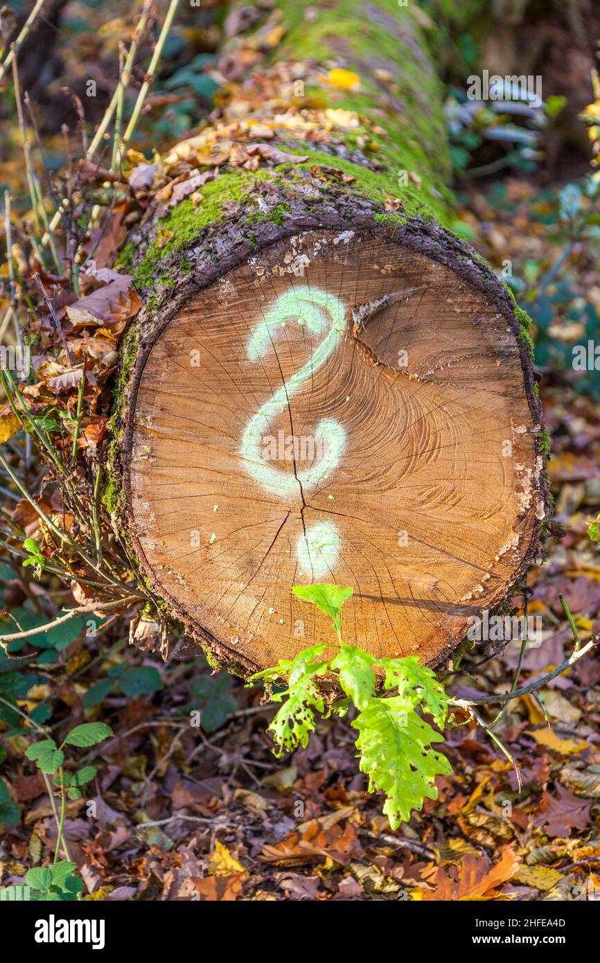 Baum im Wald mit gemaltem Fragezeichen Stockfoto