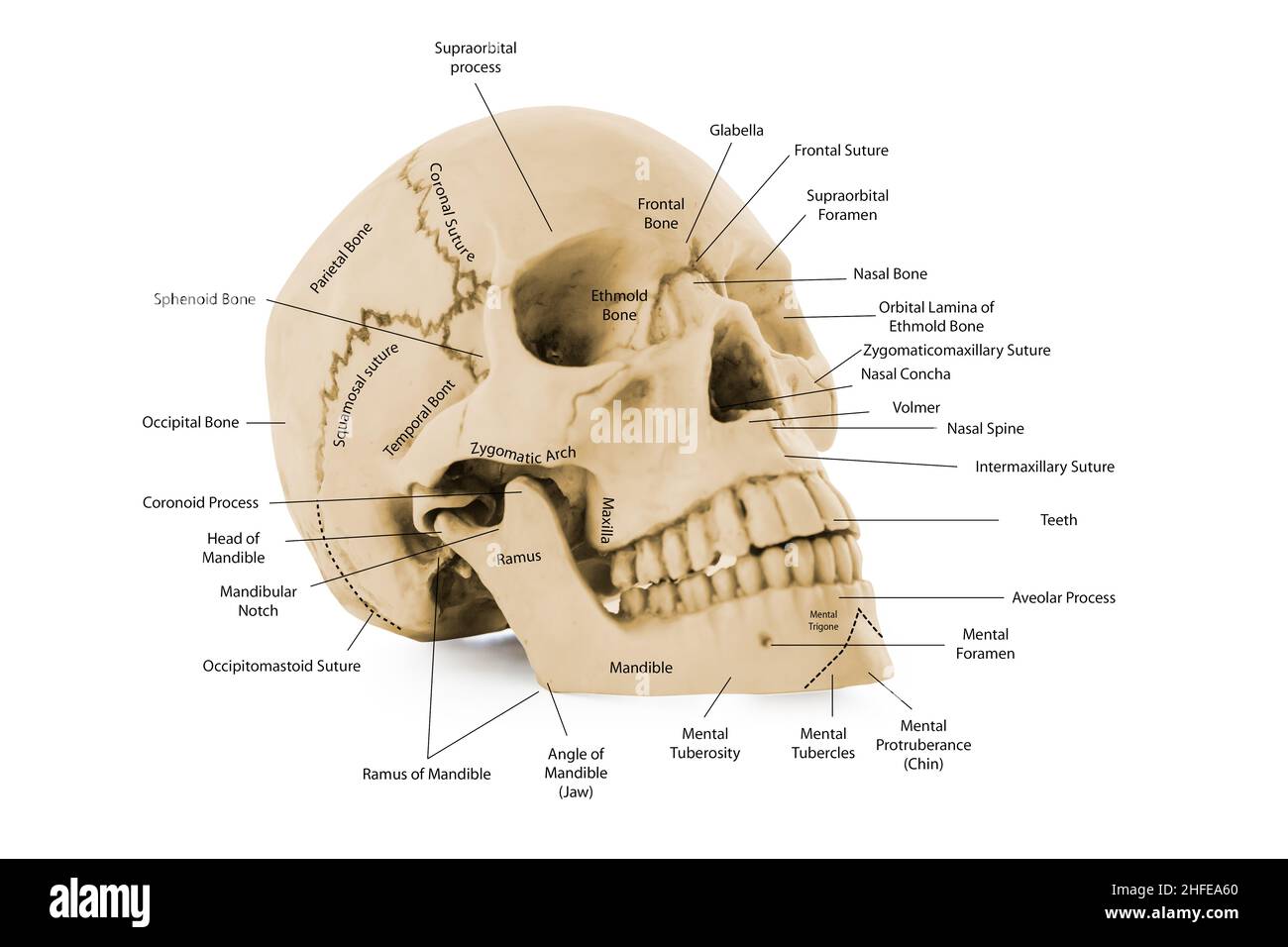 Schädeldiagramm mit Namen der Teile für die medizinische Ausbildung am menschlichen Kopf Stockfoto