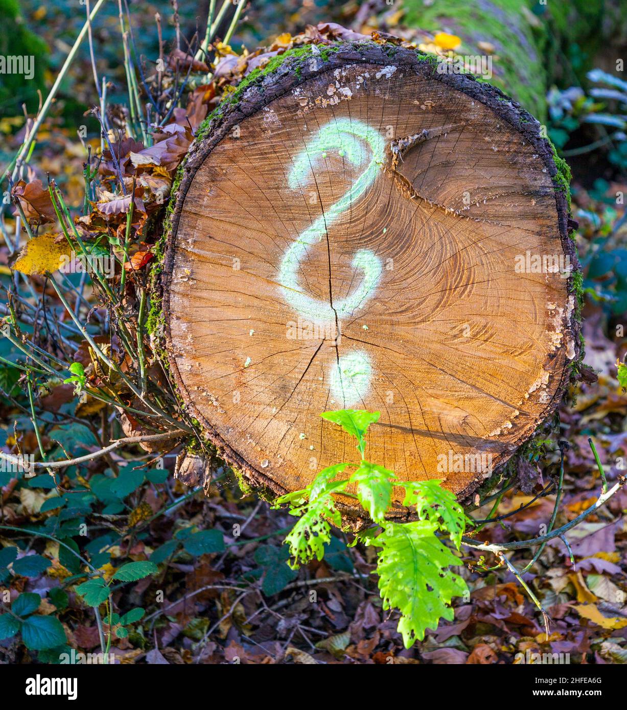 Baum im Wald mit gemaltem Fragezeichen Stockfoto