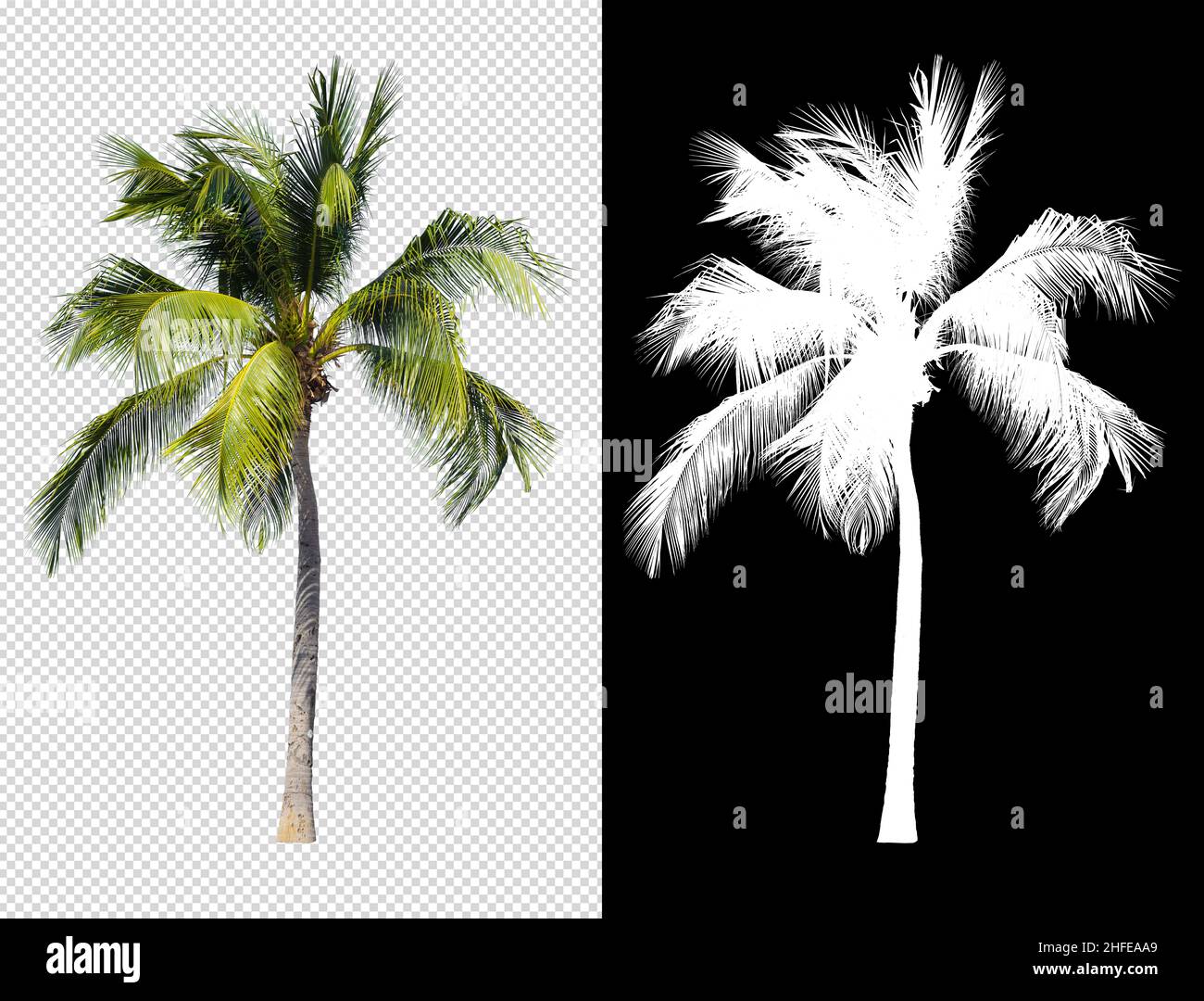 Kokosnussbaum isoliert mit Alpha-Kanal-Compositing und Clipping-Pfad Stockfoto