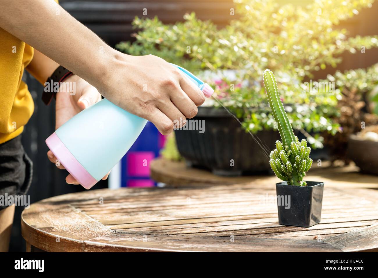 Nahaufnahme Menschen Hand Gießen kleine Kaktuspflanze im Topf für das Aufwachsen der Natur Stockfoto