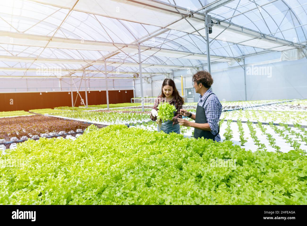 Junger Bauer mit hydroponischem Bio-Salat und Salatpflanzen landwirtschaftlich moderne Landwirtschaft. Stockfoto