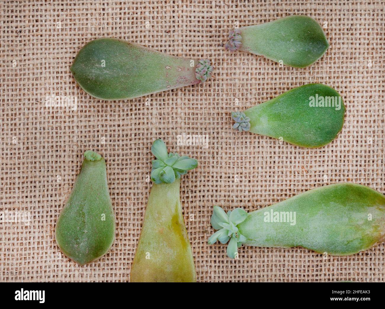 Sukulente Blätter, die zur Vermehrung neuer Pflanzen auf rustikaler Sackleinen-Oberfläche verwendet wurden Stockfoto