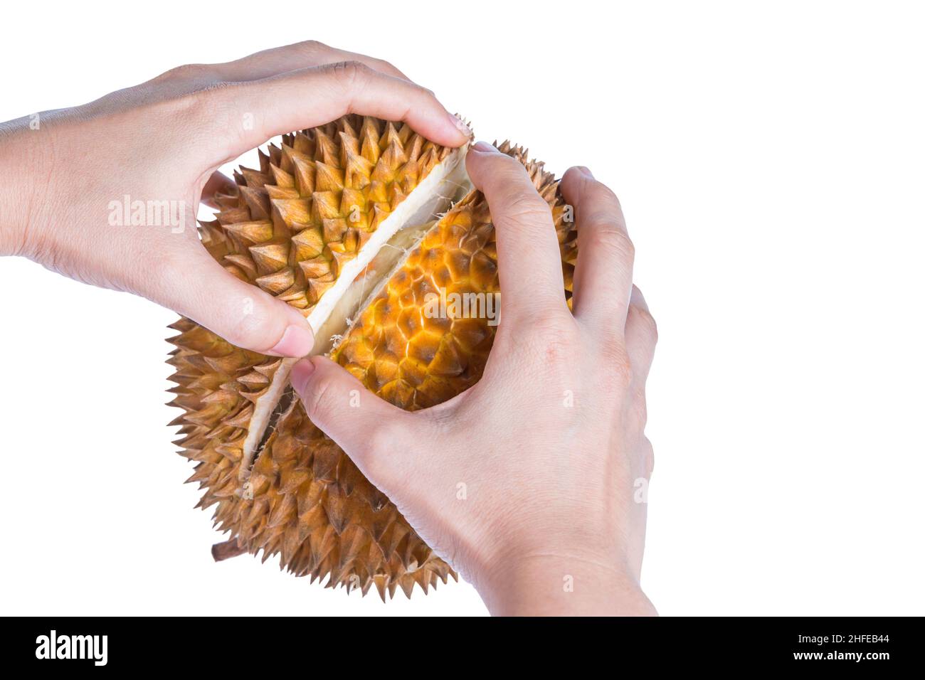 Die Verwendung von Hand geschälte Durian Stacheln mit seinem reifen und weichen köstlichen Fleisch. Durian ist König der Früchte, tropischer Durian. Durian ist gewaltig dornbewachsen Stockfoto