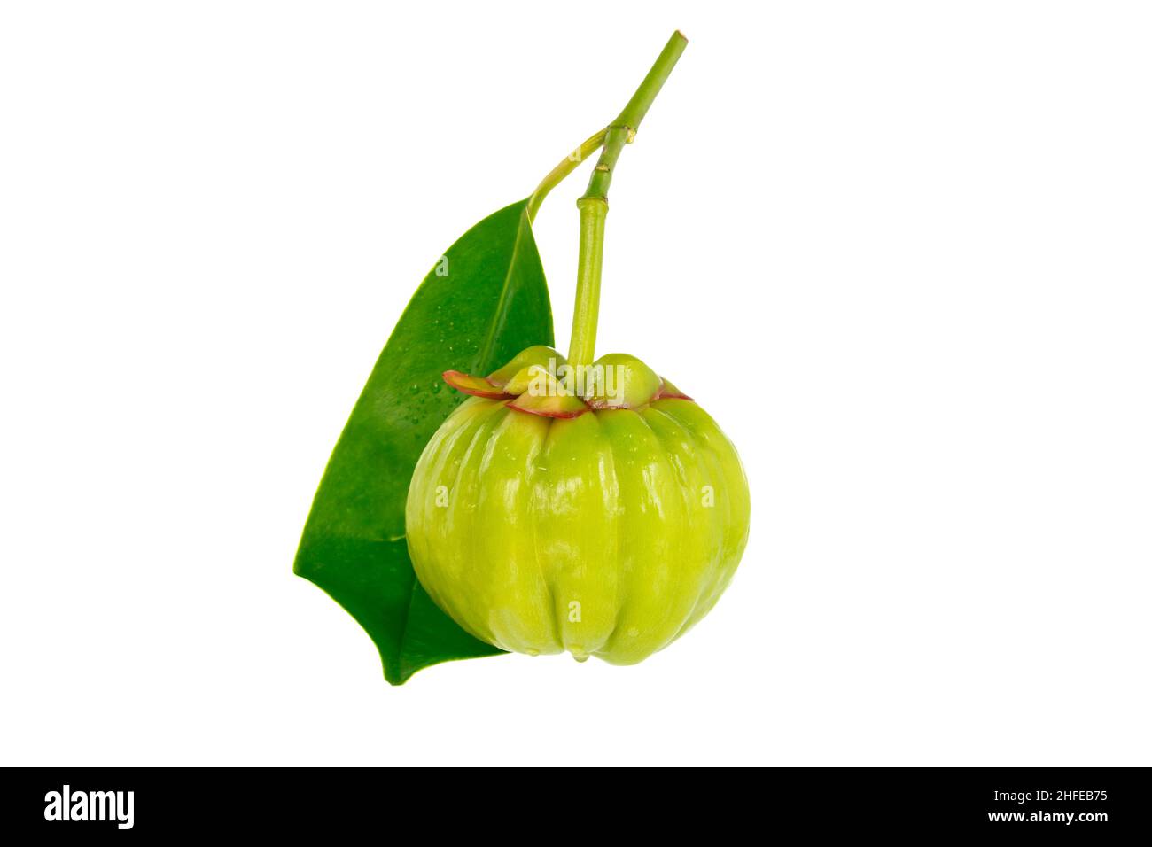 Garcinia cambogia frisches Obst, isoliert auf weiß. Garcinia atroviridis  ist eine Gewürzpflanze. Es hilft im Stoffwechsel enthalten hohe Vitamin C  und Hydrox Stockfotografie - Alamy