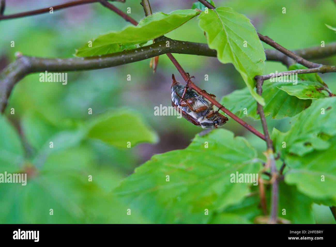 Der Hahnenkäfer, auch Maybug, Maybeetle, Doodlebug, ist ein europäischer Käfer der Gattung Melolontha, der Familie Scarabaeidae Stockfoto