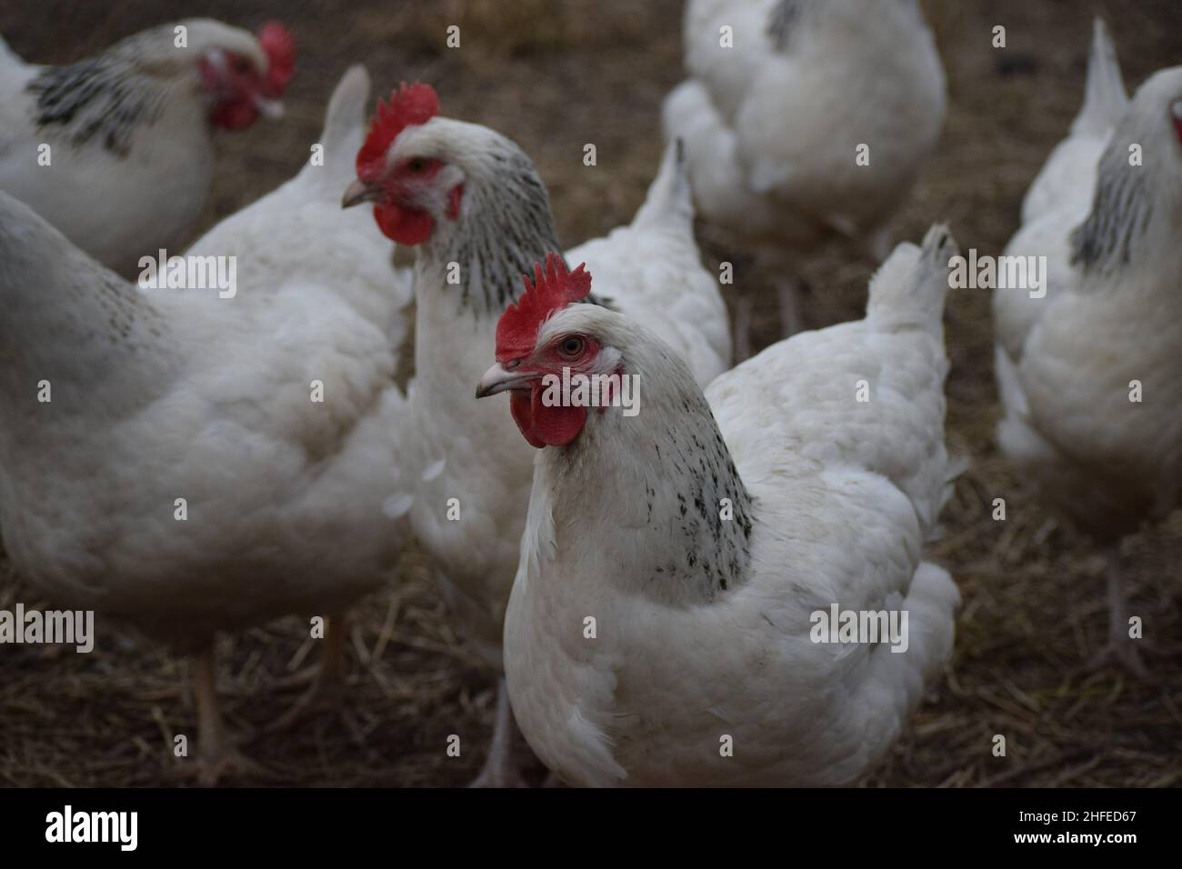 Sussex-Hühner sind gerne draußen Stockfoto