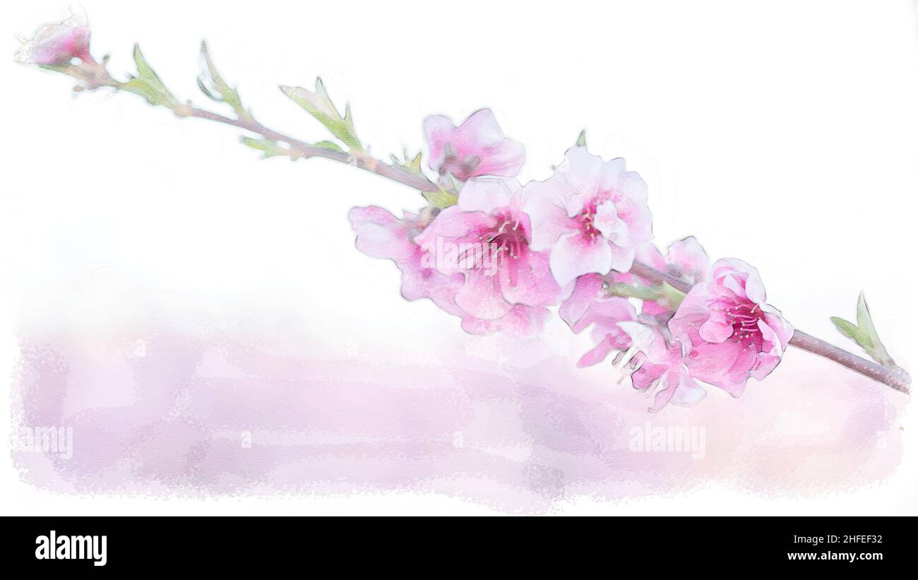 Pfirsichblüte im digitalen Aquarell mit Kopierraum Stockfoto