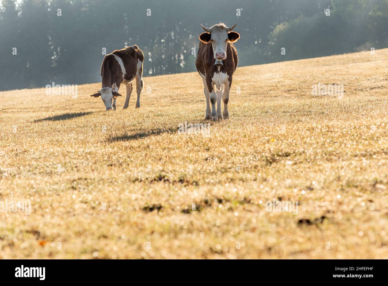 Kühe auf der Weide am Morgen. Montbeliarde Kuh im jura in Frankreich. Europa. Stockfoto