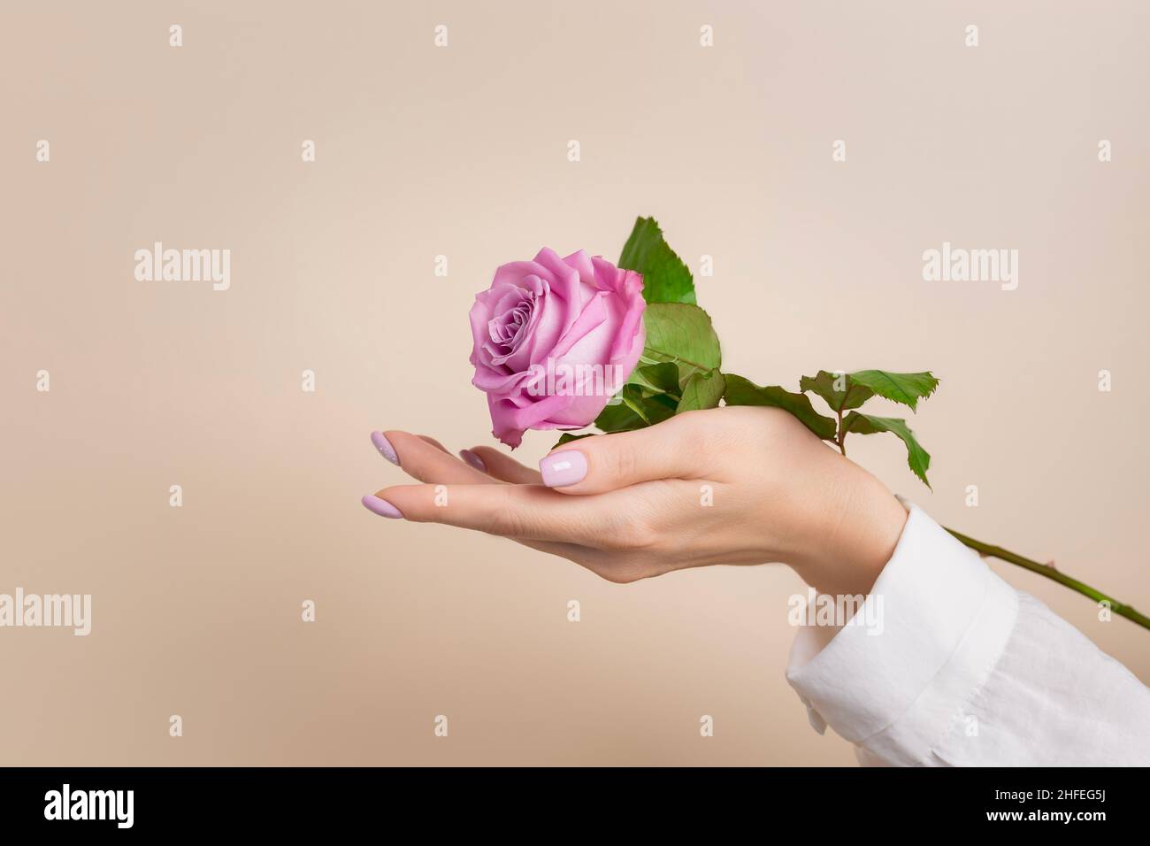 Gepflegte weibliche Hand mit Rosenblüte auf pastellfarbenem Hintergrund Stockfoto