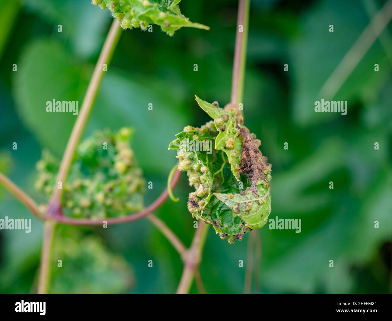 Kleine destruktive Galls auf Traubenblättern, die von einem aphidähnlichen Insekt namens Phylloxera verursacht werden. Stockfoto