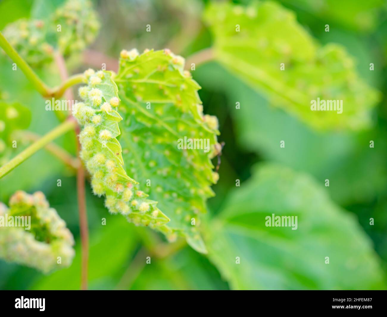 Gallus aus Reblaus, Viteus vitifoliae, auf Weinrebenblättern. Beschädigte Weinbauernhof. Stockfoto