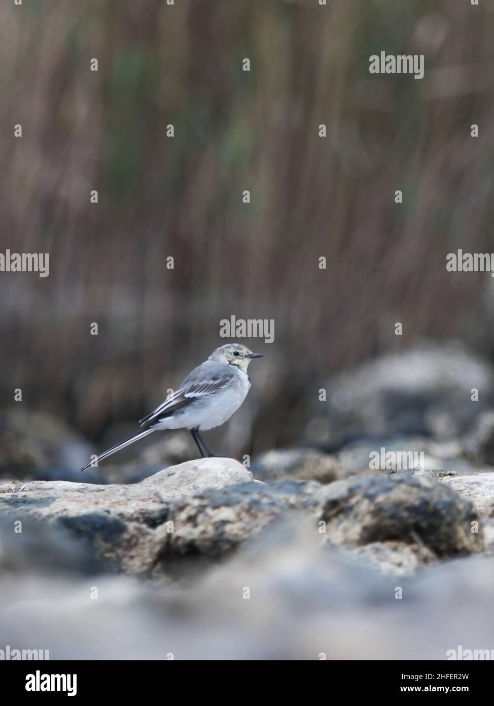 Bachstelze am Strand von fehmarn Stockfoto