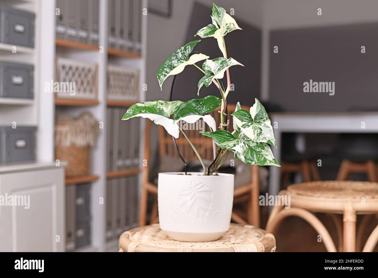 Exotische Zimmerpflanze „Syngonium Podophyllum Variegata“ in Blumentopf auf dem Tisch im Wohnzimmer Stockfoto