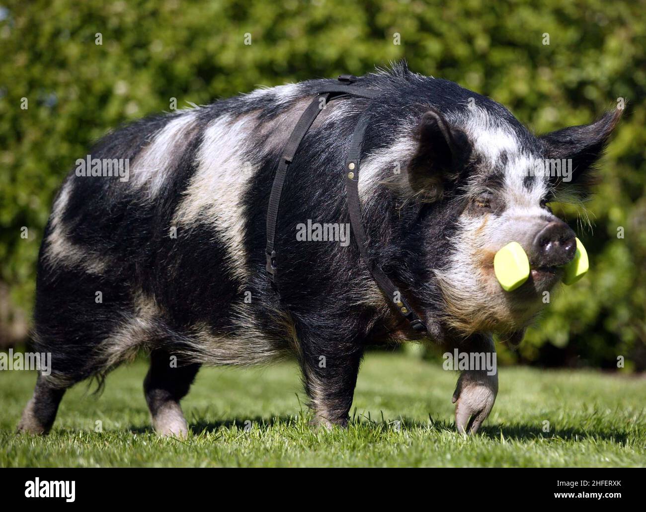 SMART PIG PURDEY, DAS NEUESTE MITGLIED DES DOG AGILITY TEAMS AUS DEM HUNDEZENTRUM VON HESHIRE, MACHT DEN BERGEKNOCHEN-TRICK. PURDEY KOMMT ALS TOPS HERAUS, WENN ER GEGEN DIE ANDEREN HUNDE KONKURRIERT. WARRINGTON, HES. BILD GARY ROBERTS Stockfoto