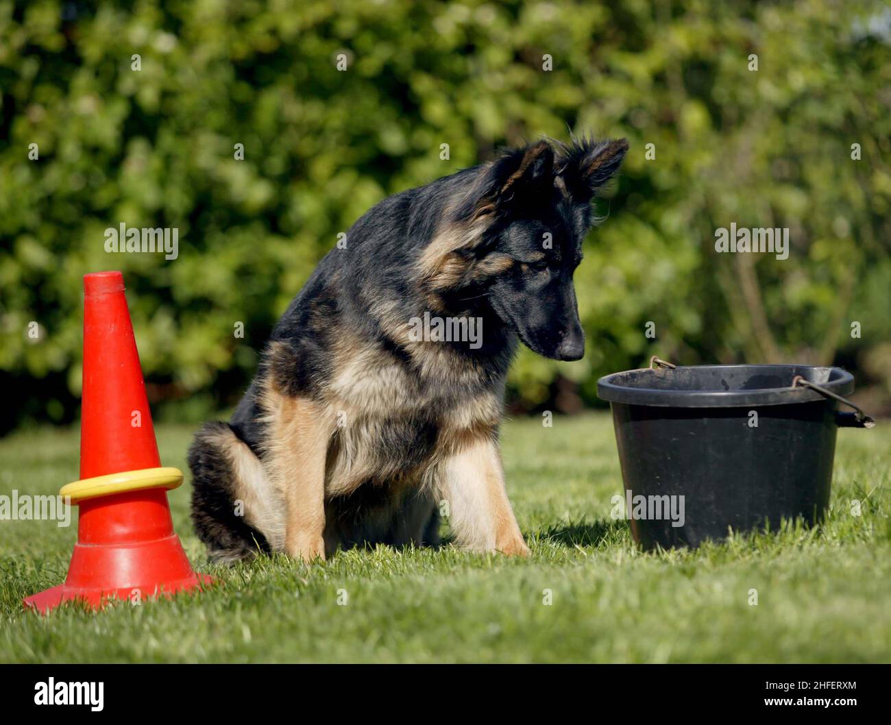 INCA, DER HUND, DER DIE LETZTE AGILITÄT NICHT VOLLBUNDEN HAT. INCA STELLT IHRE TALENTE GEGEN DAS INTELLIGENTE SCHWEIN PURDEY, DAS NEUESTE MITGLIED DES DOG AGILITY TEAMS AUS DEM HUNDEZENTRUM VON CESHIRE. WARRINGTON, HES. BILD GARY ROBERTS Stockfoto