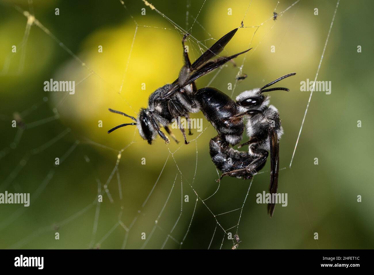 Andrena agilissima - Andrena agilissima ist eine Art von Bergbaubiene. Stockfoto