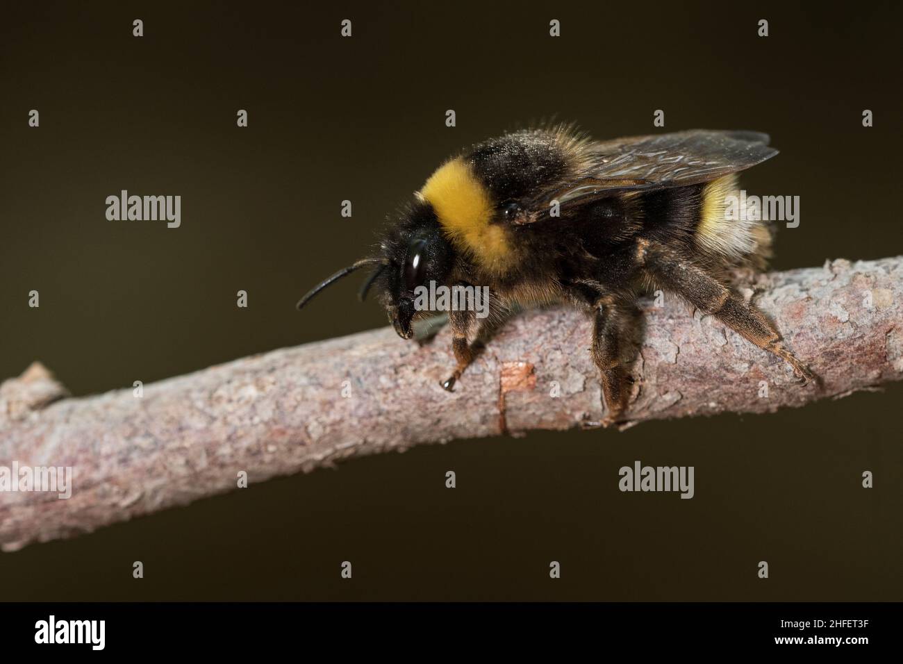 Bombus bohemicus, auch bekannt als Kuckuckbiene des Zigeuners, ist eine Art von Kuckuckbiene. Stockfoto