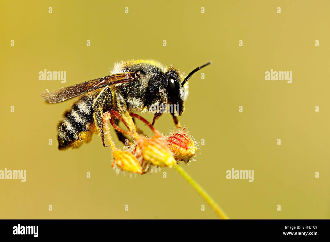 Megachile ist eine Bienengattung aus der Familie der Megachilidae Stockfoto