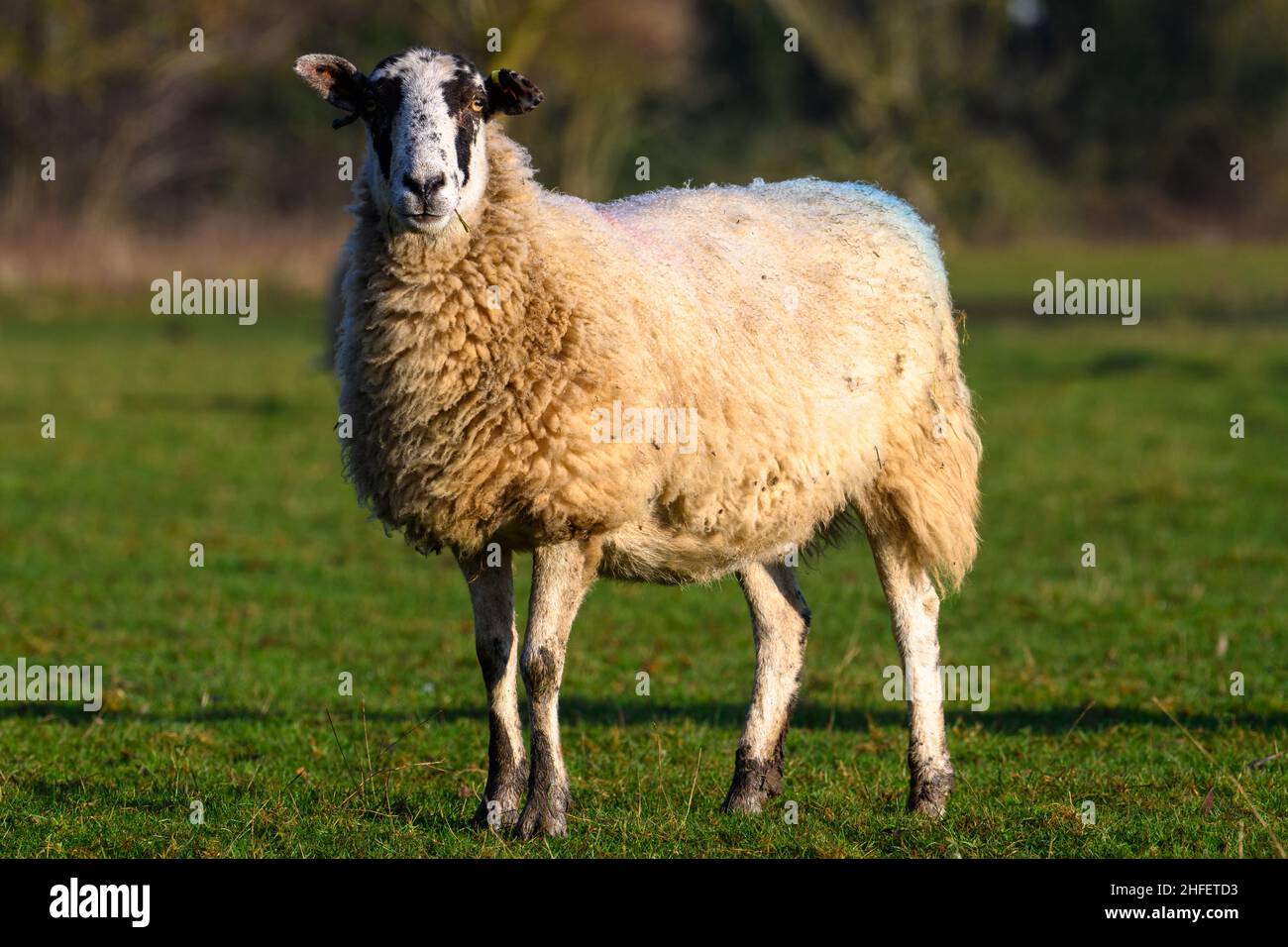 Ein Schaf auf einer grünen Wiese Stockfoto