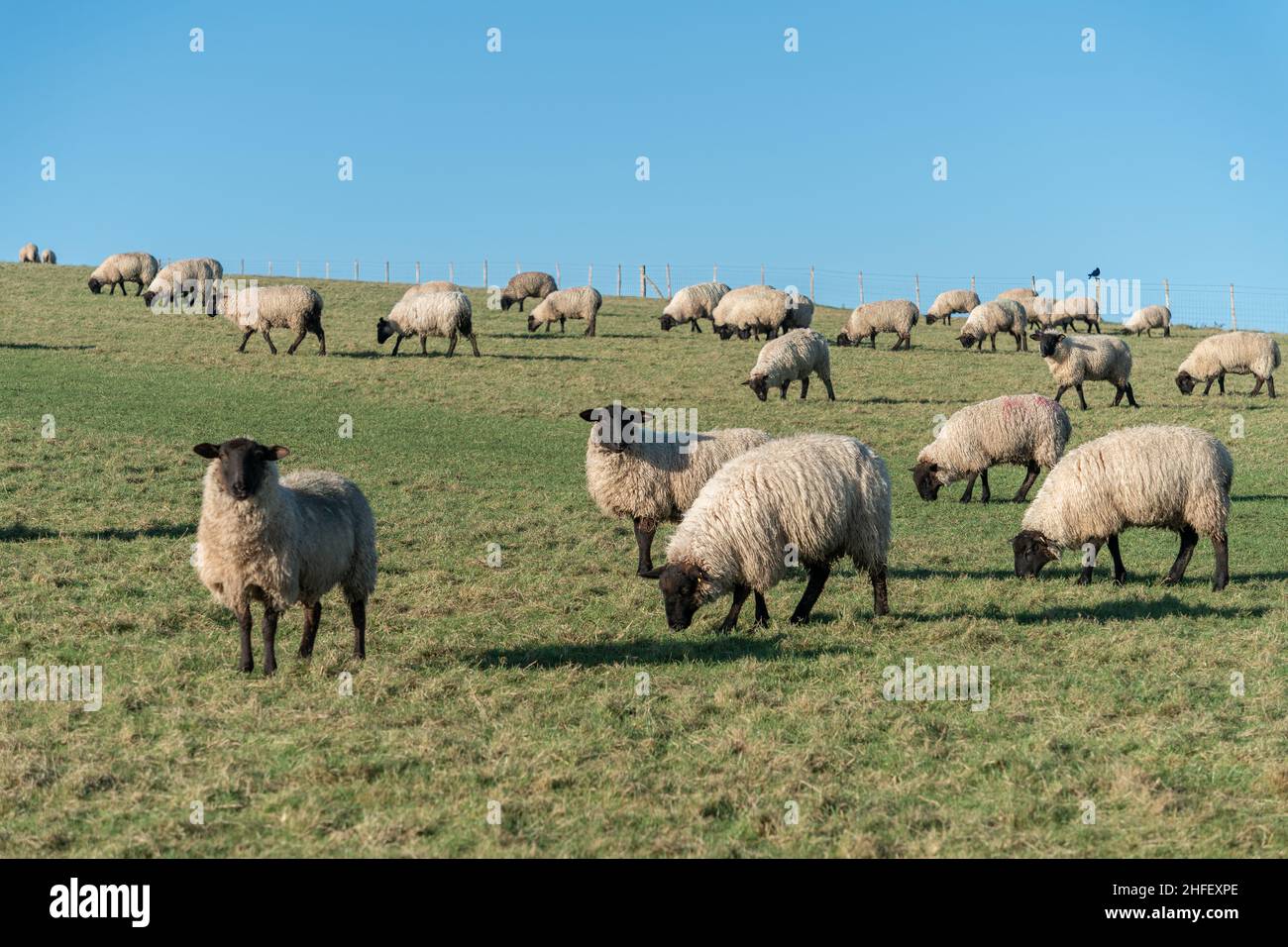 Schafschar auf den South Downs in East Sussex Stockfoto