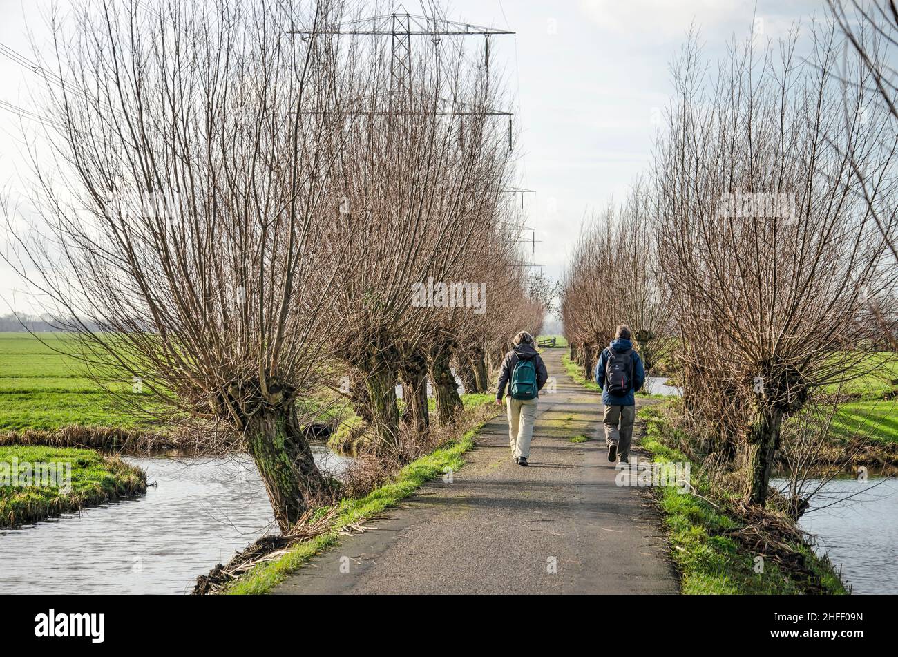 Oudewater, Niederlande. 22. Januar 2021: Zwei Wanderer auf einer schmalen Asphaltstraße, gesäumt von Gräben, pollard-Weiden und Strommasten Stockfoto