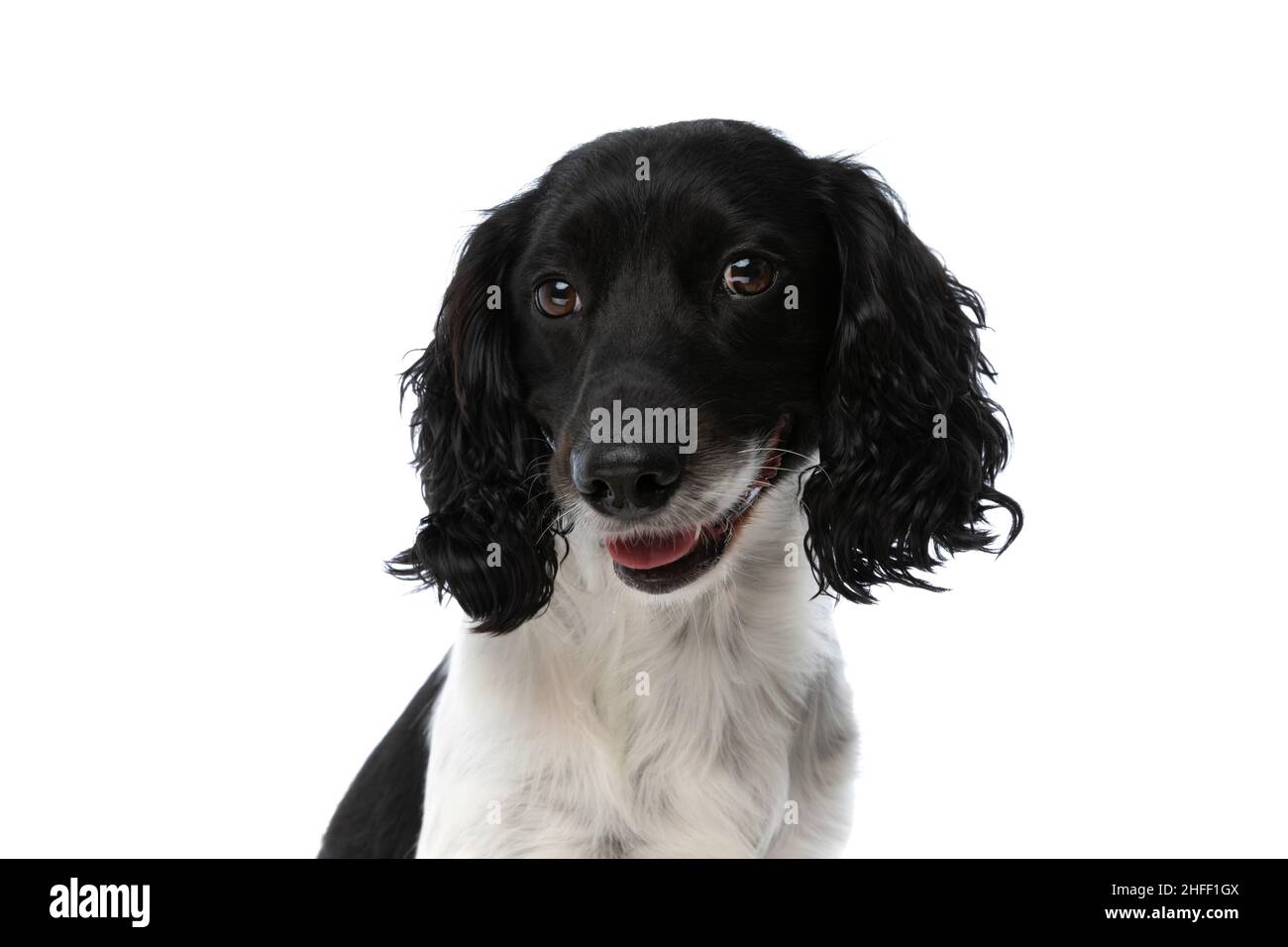 Porträt des niedlichen englischen springer-Spaniel-Hundes, der aus der Zunge ragt und auf weißem Hintergrund im Studio keuchend ist Stockfoto