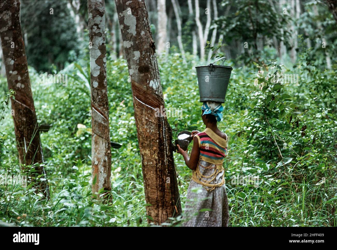 Frau, die Latex von einem Gummibaum im Regenwald von Ghana, Westafrika, sammelt. Stockfoto