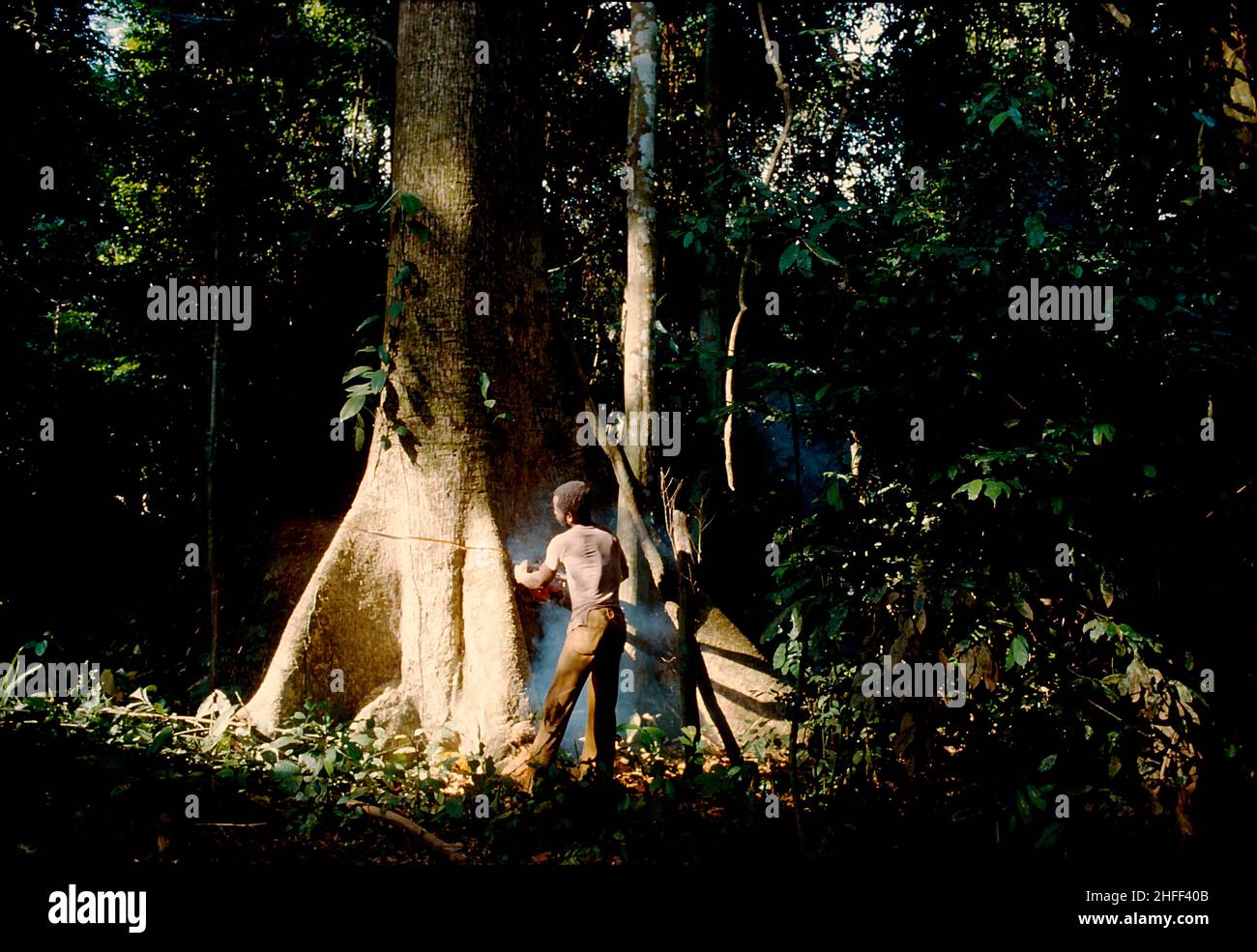 Holzfäller, der einen Baum im Regenwald in Ghana, Westafrika, fällt. Stockfoto
