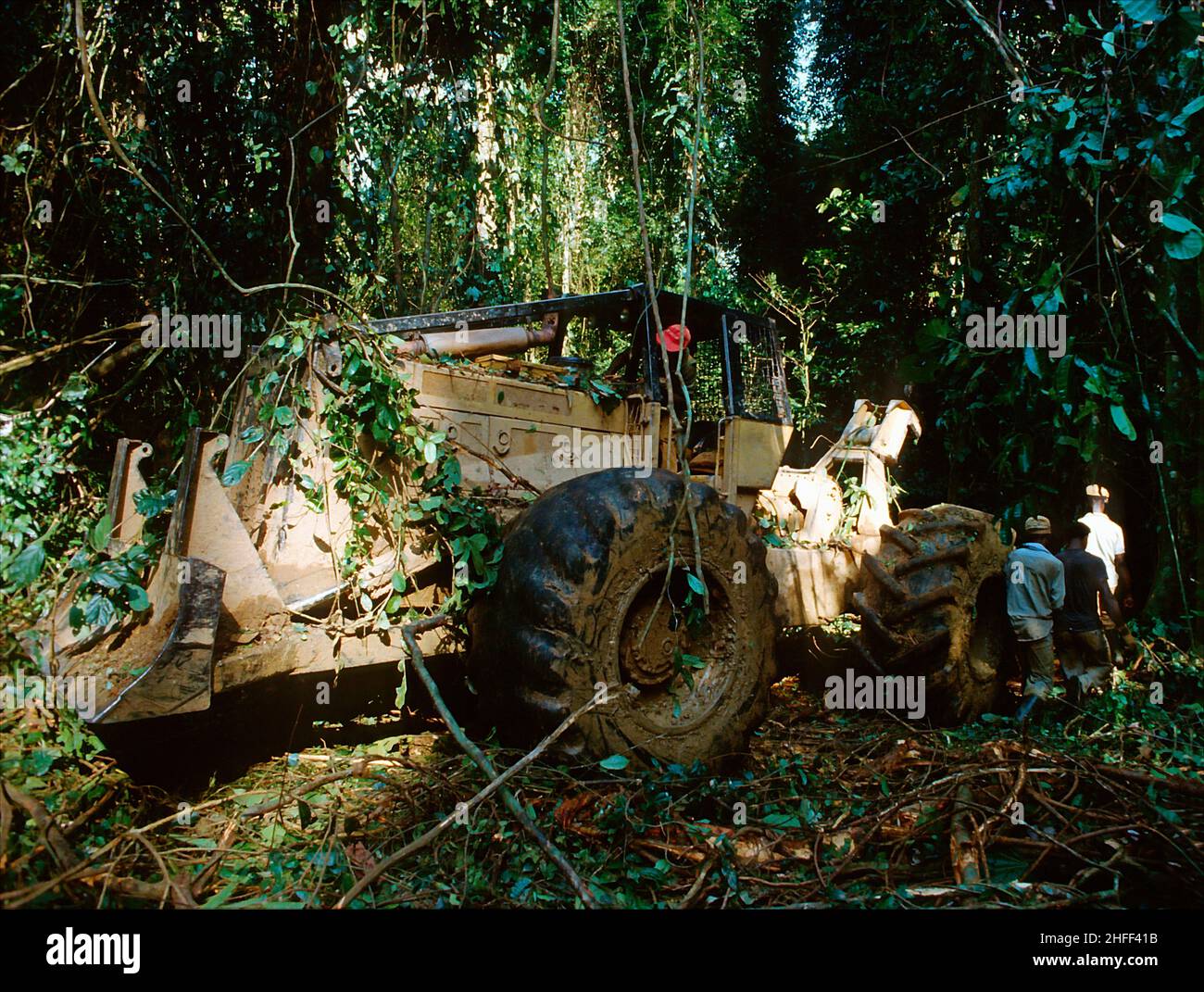 Holzfäller Fällen einen Baum im Regenwald in Ghana, Westafrika. Stockfoto