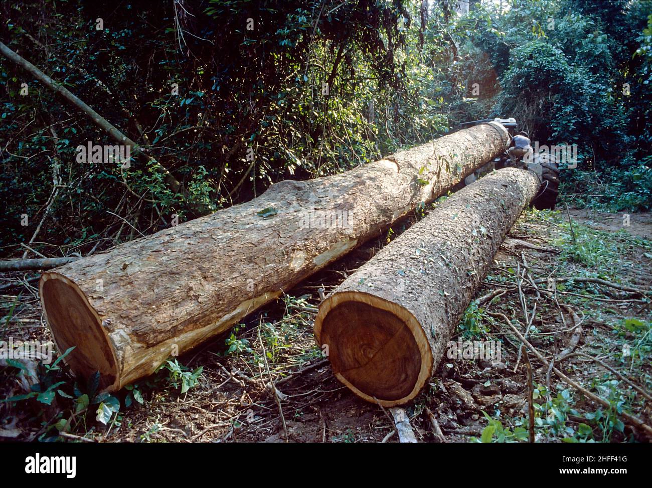 Holzfäller schleppen Baumstämme aus dem Regenwald in Ghana, Westafrika. Stockfoto