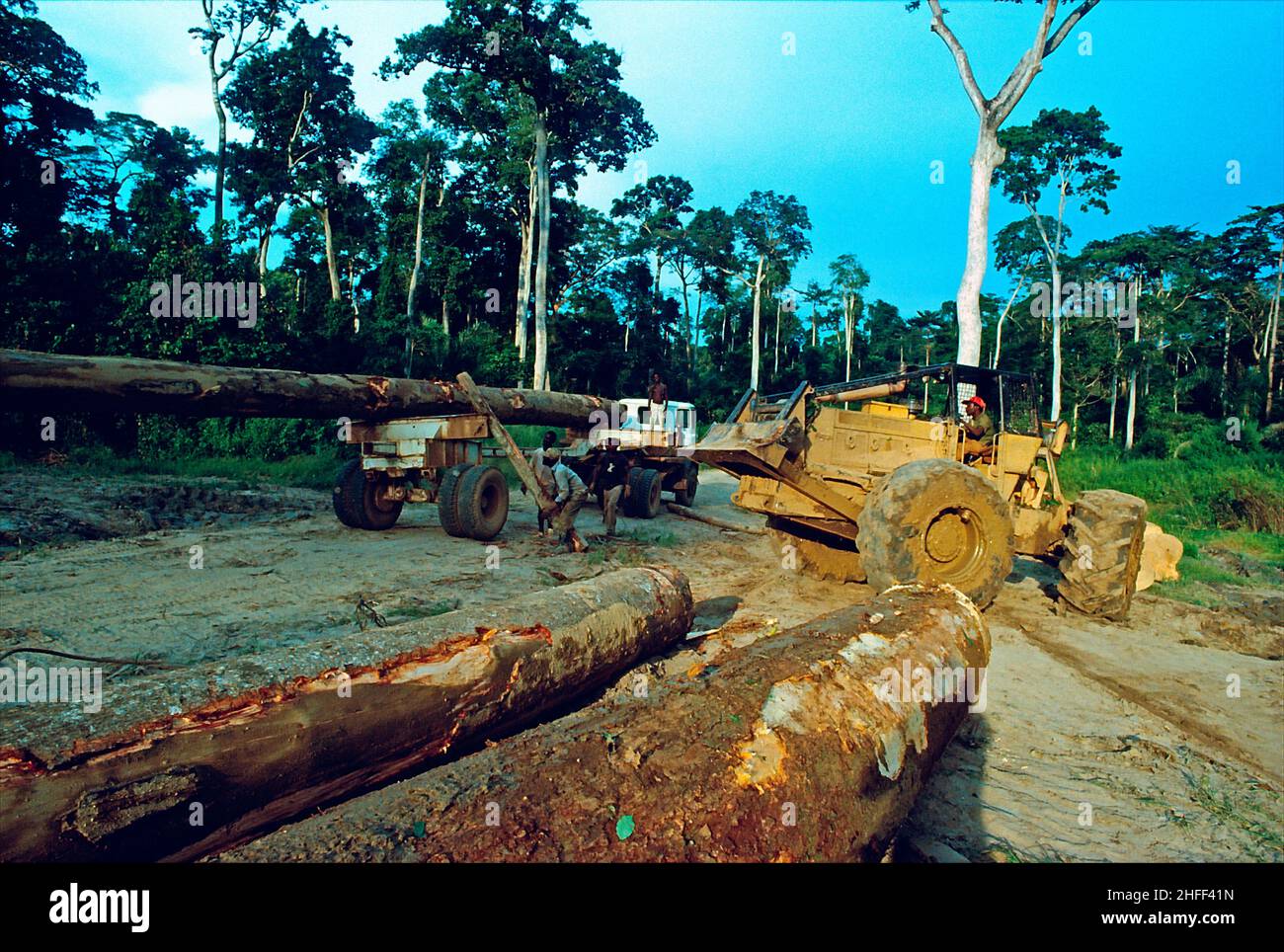 Holzfäller schleppen Baumstämme aus dem Regenwald in Ghana, Westafrika. Stockfoto