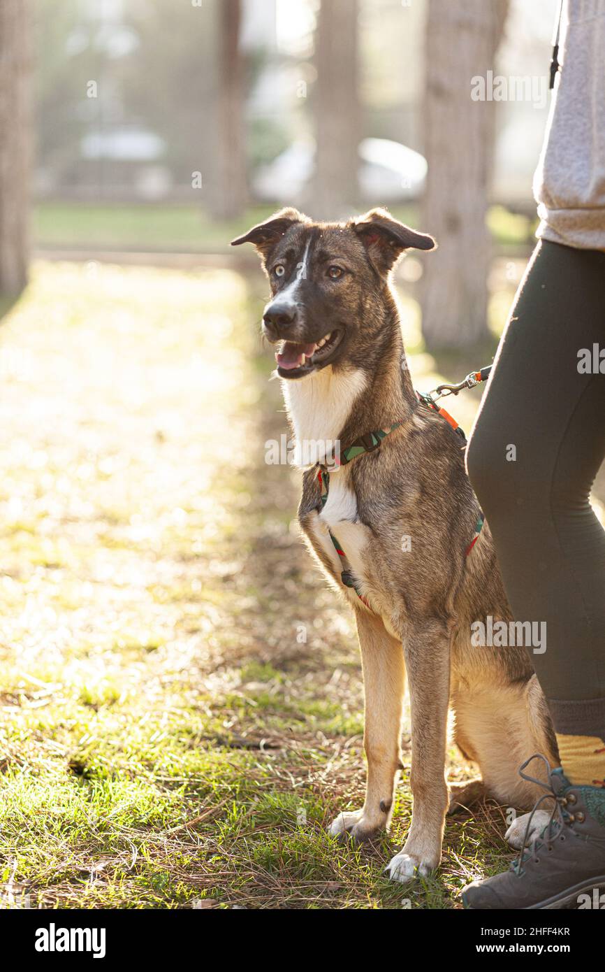 Junge sportlich gekleidete Frau trainiert ihren Hund im Park, Hundeausbildung Stockfoto