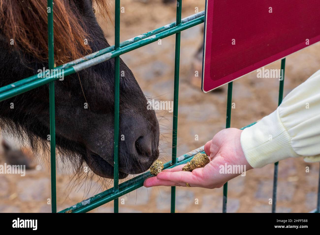 Pferd isst aus menschlicher Hand Stockfoto