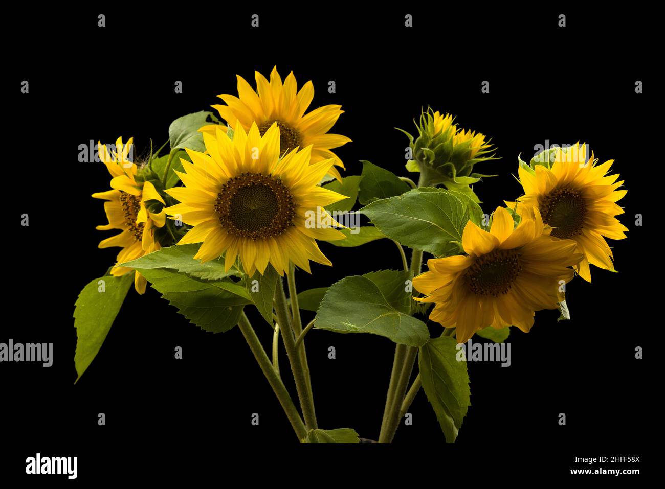 Vintage Bouquet von frischen Sonnenblumen in einer Vase isoliert auf schwarzem Hintergrund Stockfoto