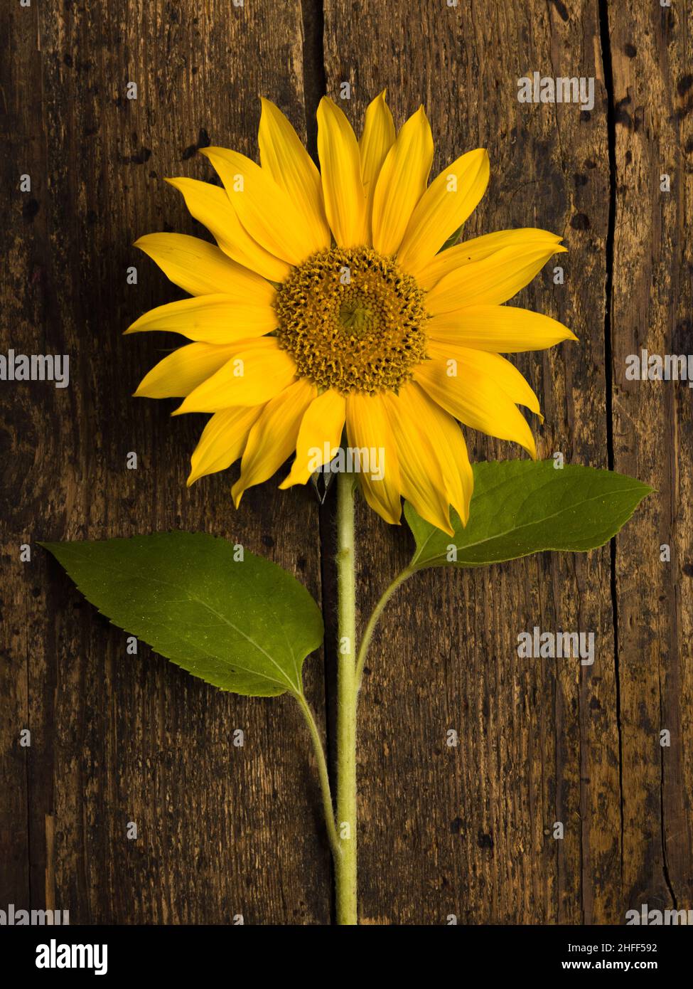 Nahaufnahme einer einzelnen Sonnenblume auf einem alten verwitterten Holzhintergrund Stockfoto