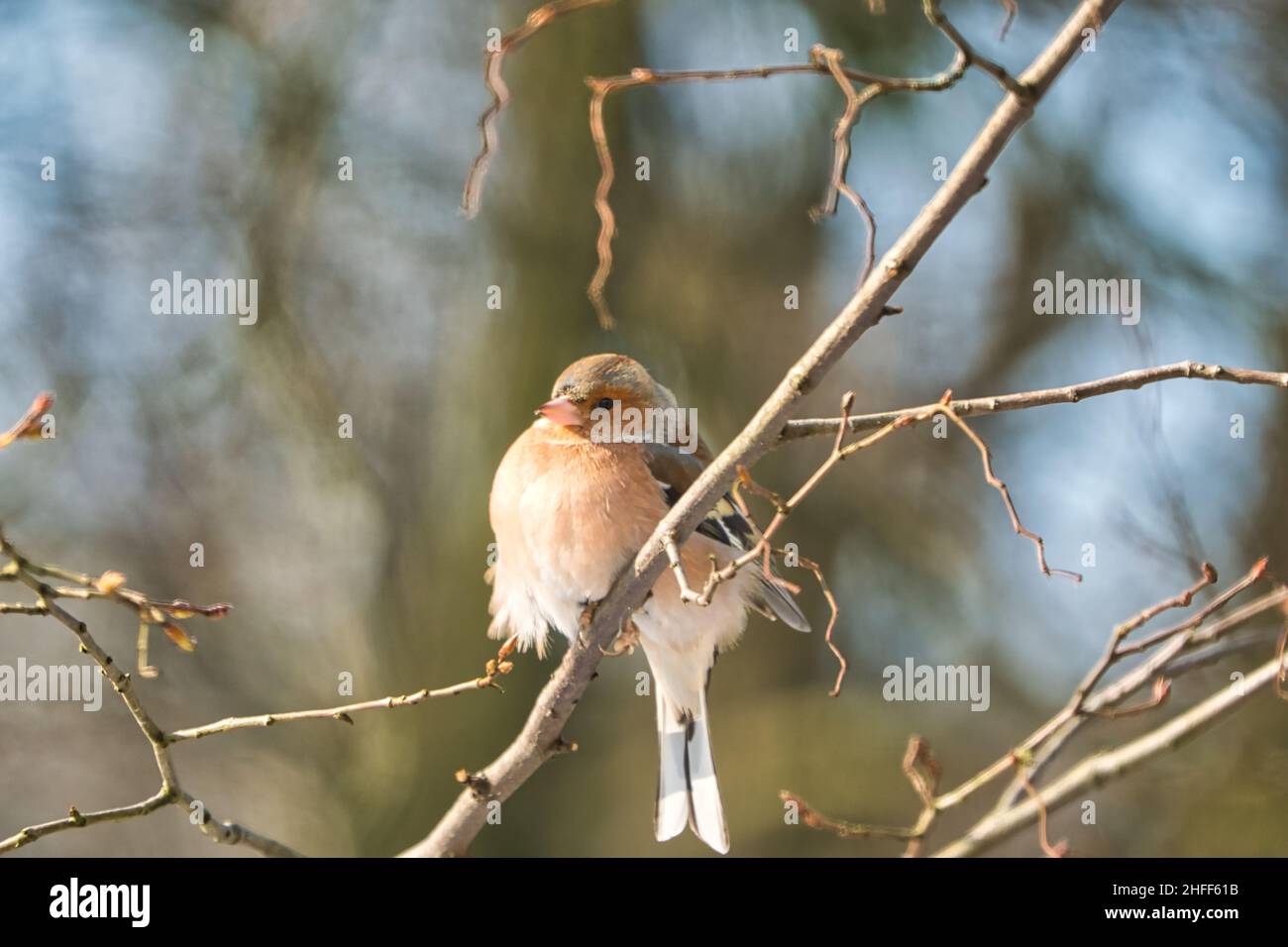 Ein kalter Buchfink auf einem Baum an einem sonnigen und frostigen Wintertag Stockfoto