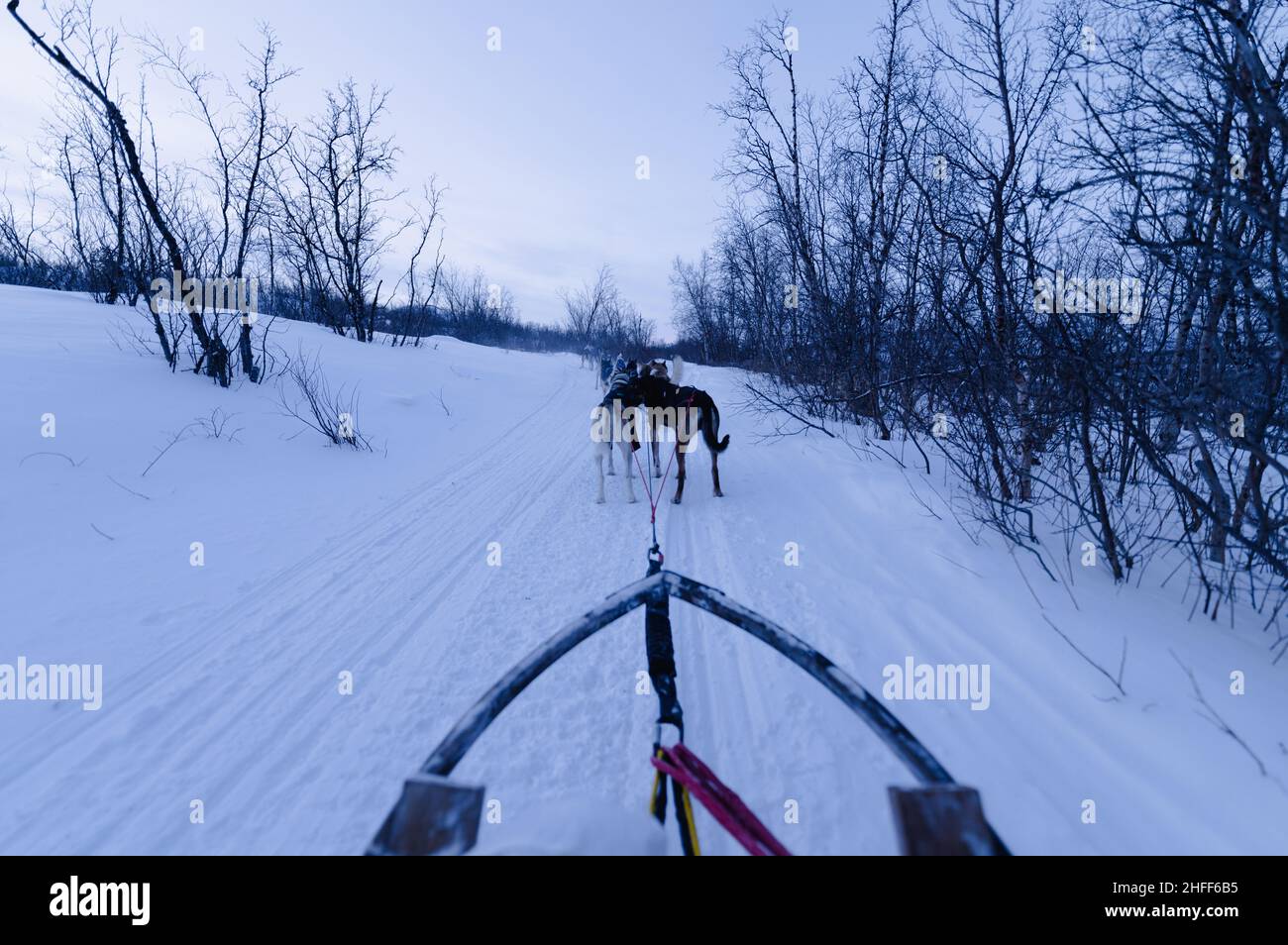 Hundeschlitten in Schwedisch Lappland, Winter. Schweden Stockfoto