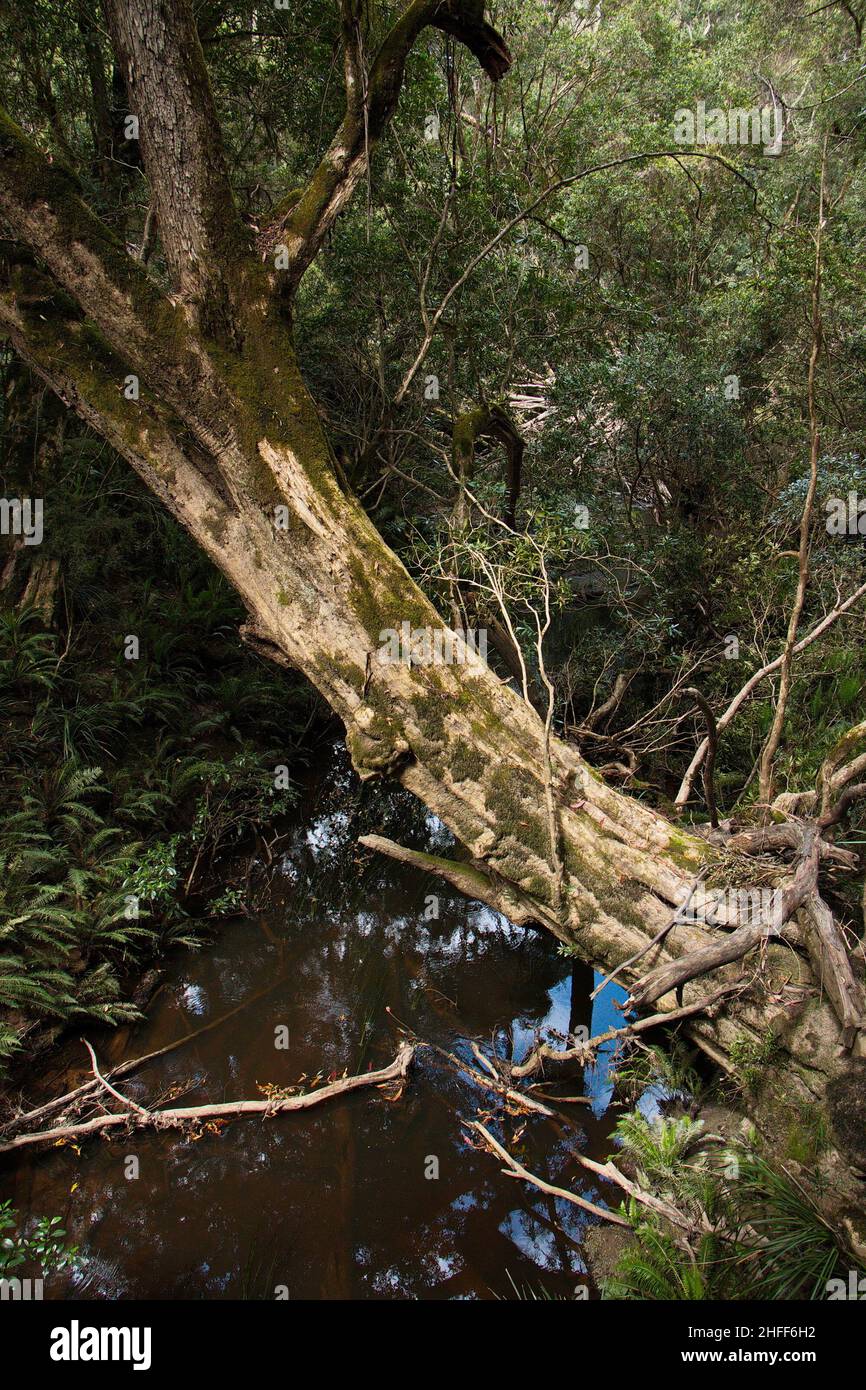 Landschaft im Bemm River Scenic Reserve in Victoria in Australien Stockfoto