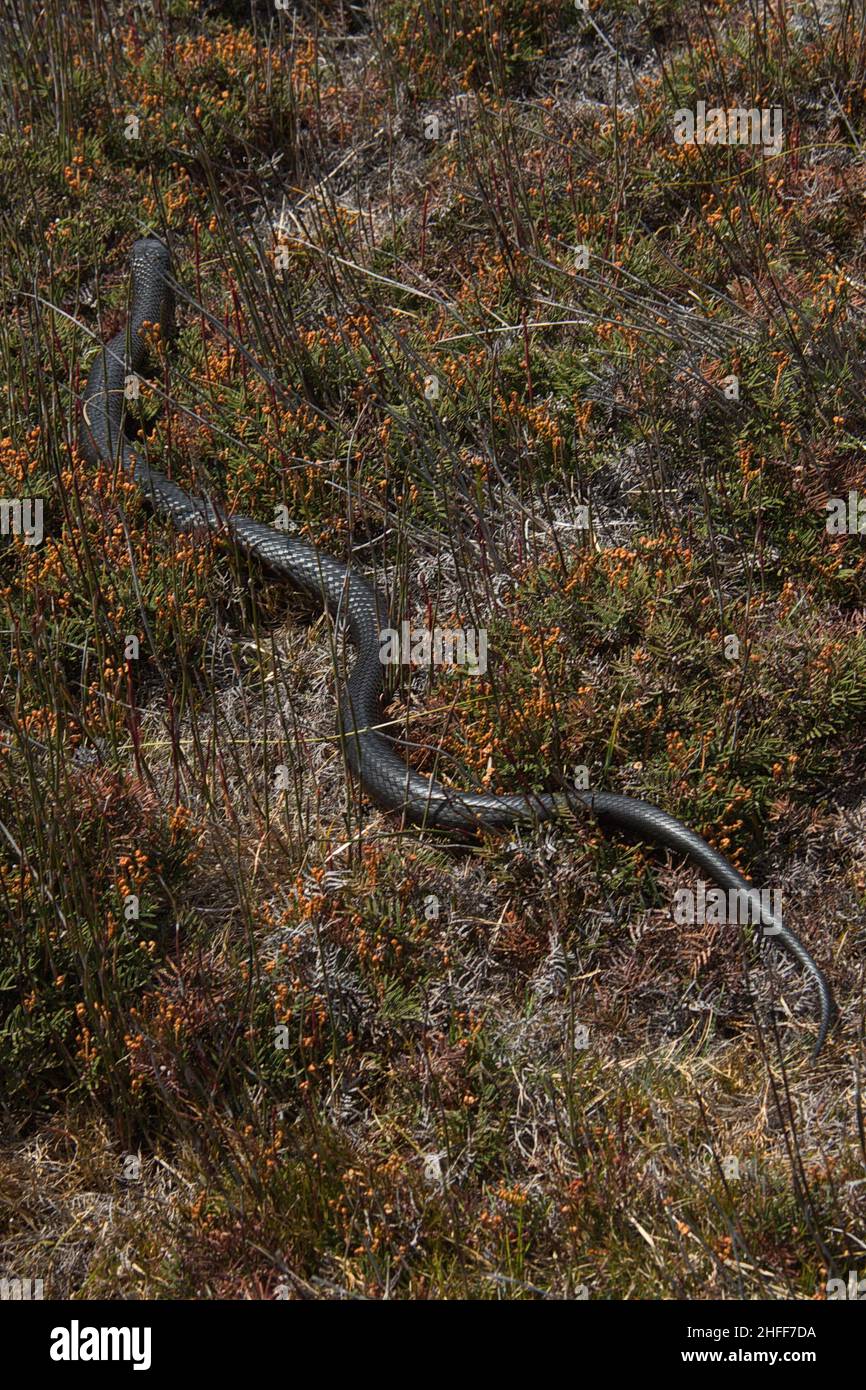 Tasmanische Tiger Snake auf dem Lake Lilla Track im Cradle Mountain National Park in Tasmanien, Australien Stockfoto