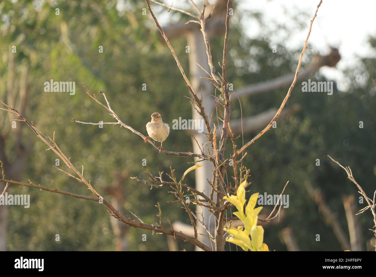 Der Sperling sitzt auf einem trockenen Baum mit grünem Hintergrund. Stockfoto