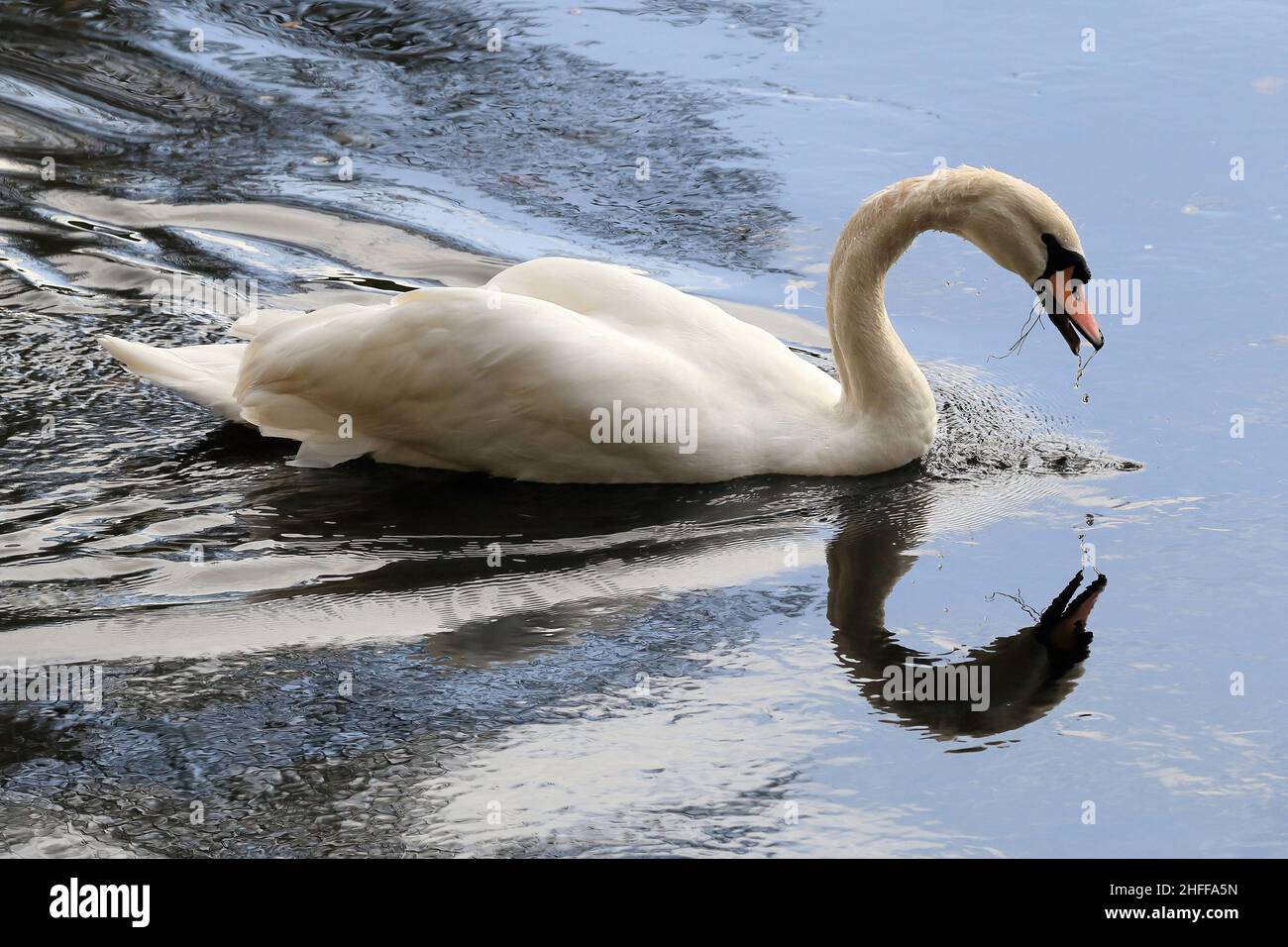 Höckerschwan (Cygnus Olor) Stockfoto