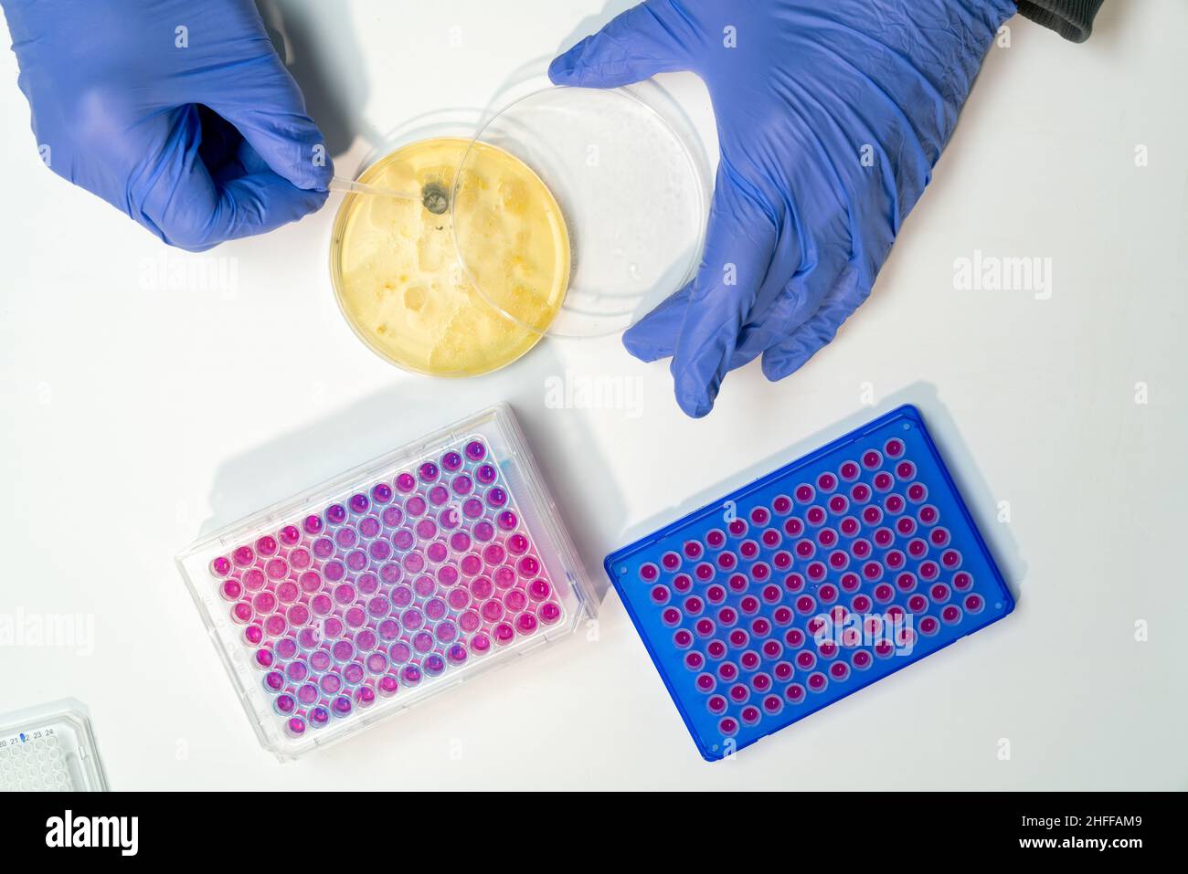 Petrischale mit Bakterienkultur, die im mikrobiologischen Labor auf Antibiotikaresistenz untersucht wird Stockfoto