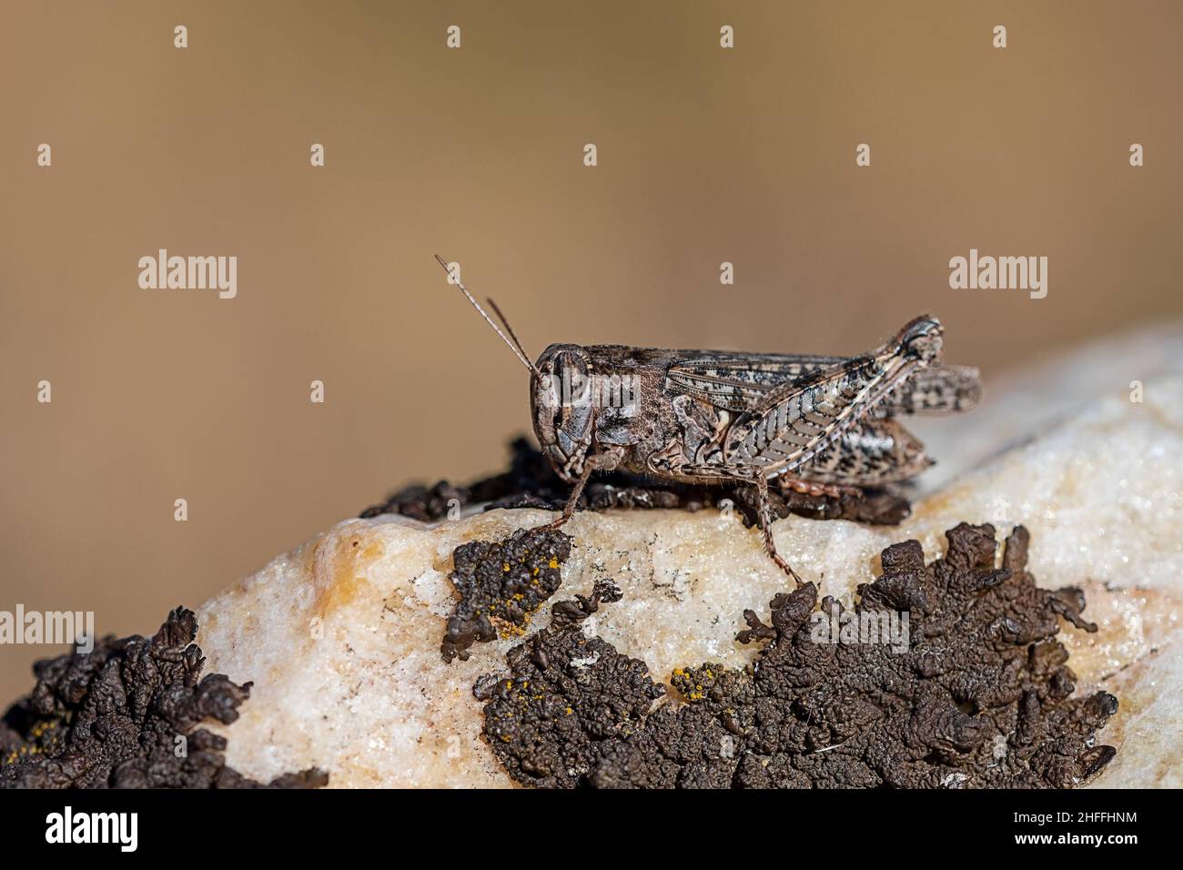 Orthoptera sind staurometabolische Insekten mit zähigen Mundparts. Stockfoto