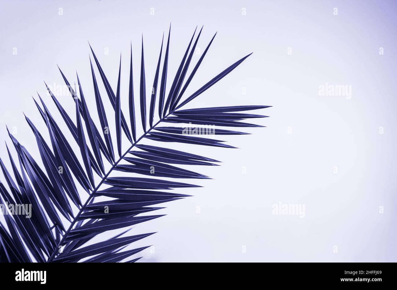 Tropisches Echtblatt der Palme auf hellem Hintergrund, sehr Peri-Färbung in Trendfarbe des Jahres 2022 für Mode, Heim, Innenarchitektur, Stock ill Stockfoto