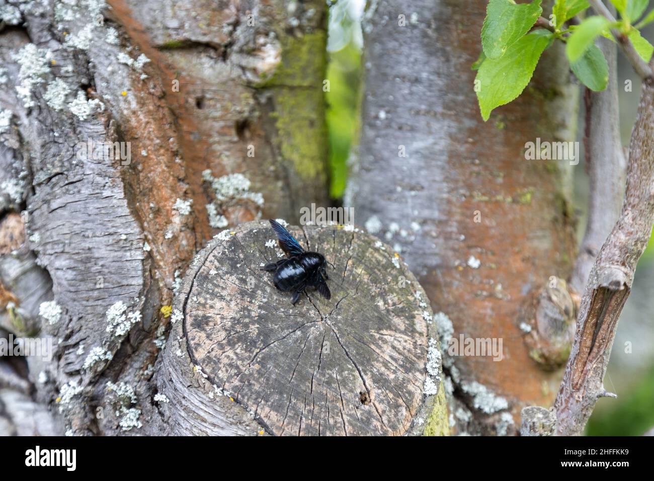 Eine wunderschöne blaue Holzbiene arbeitet am Stamm eines alten Baumes. Stockfoto