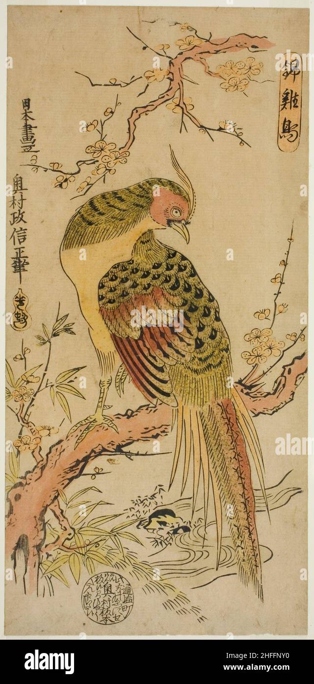 Golden Pheasant (Kinkeicho), c. 1720/25. Stockfoto